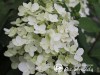 Hortenzija šluotelinė ,Unique' (lot. Hydrangea paniculata)
